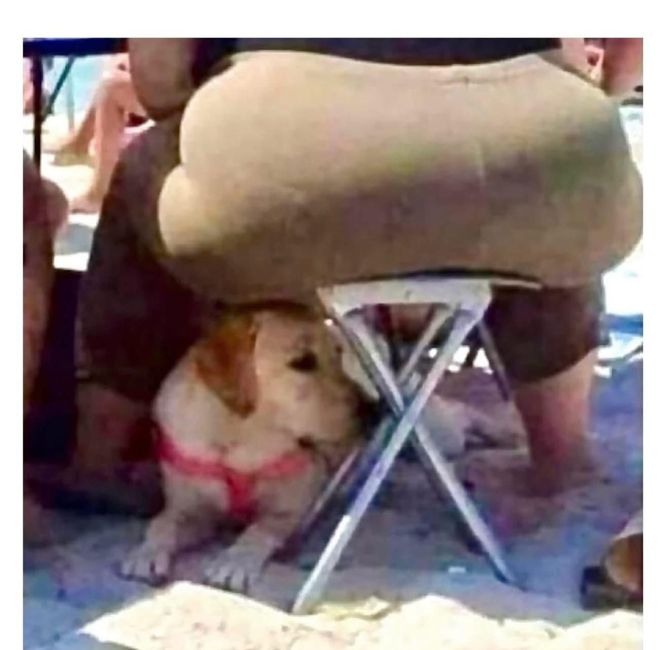 Kraft des Stuhls und Mut des Hundes